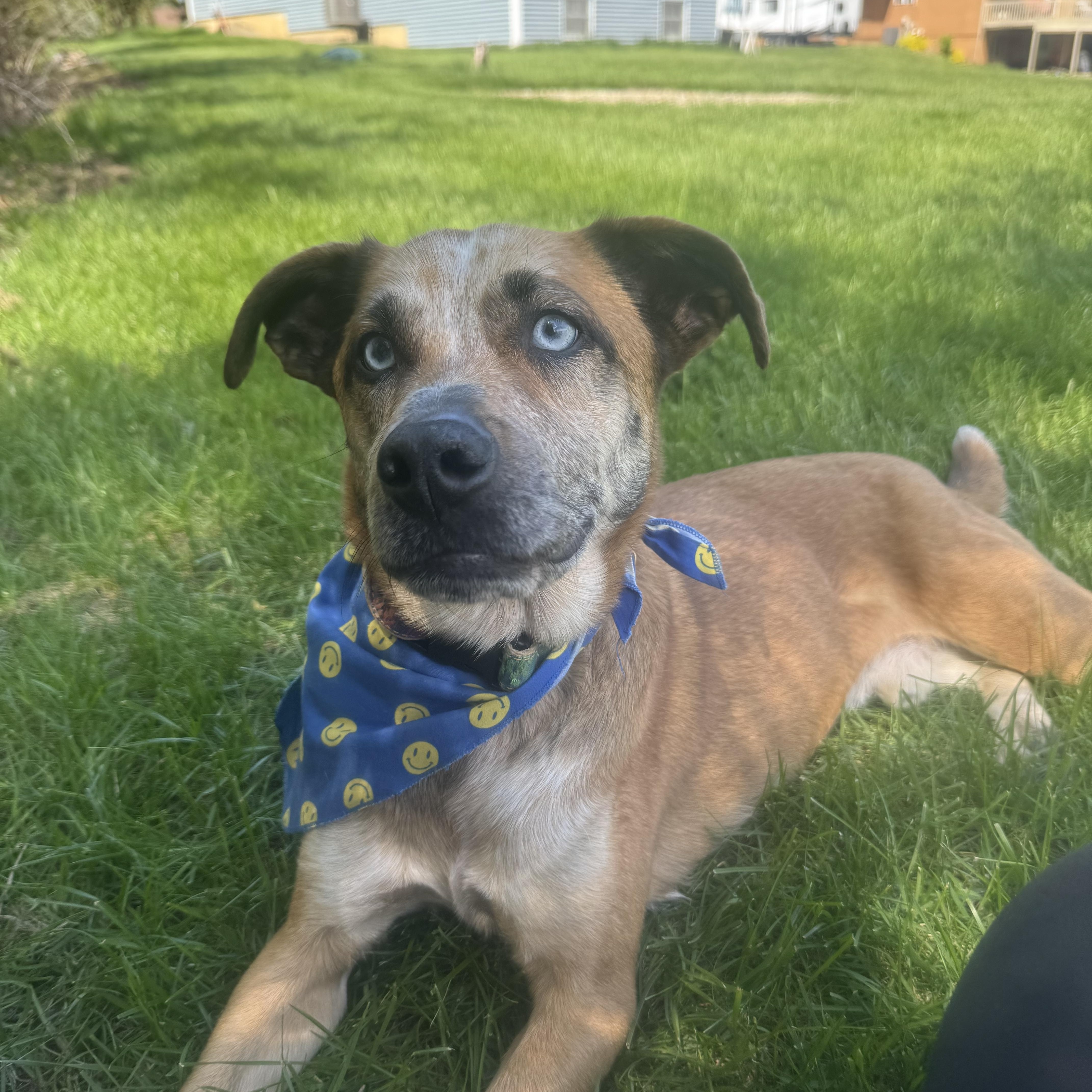 Eros, ADOPTABLE, Adult Male Australian Cattle Dog / Blue Heeler.