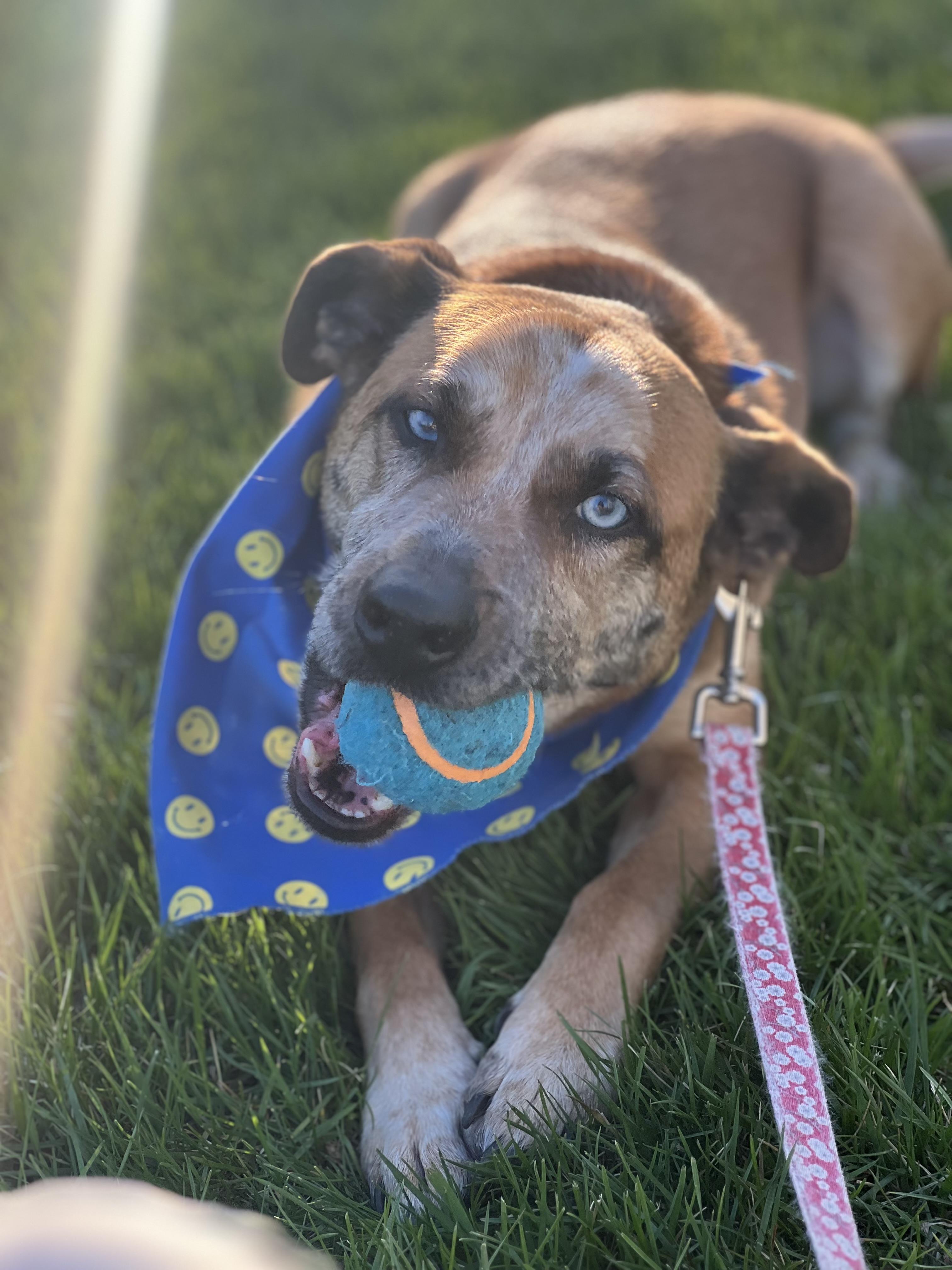 Enlarge Eros, a ADOPTABLE mixed breed in Aurora, IL image 4/5