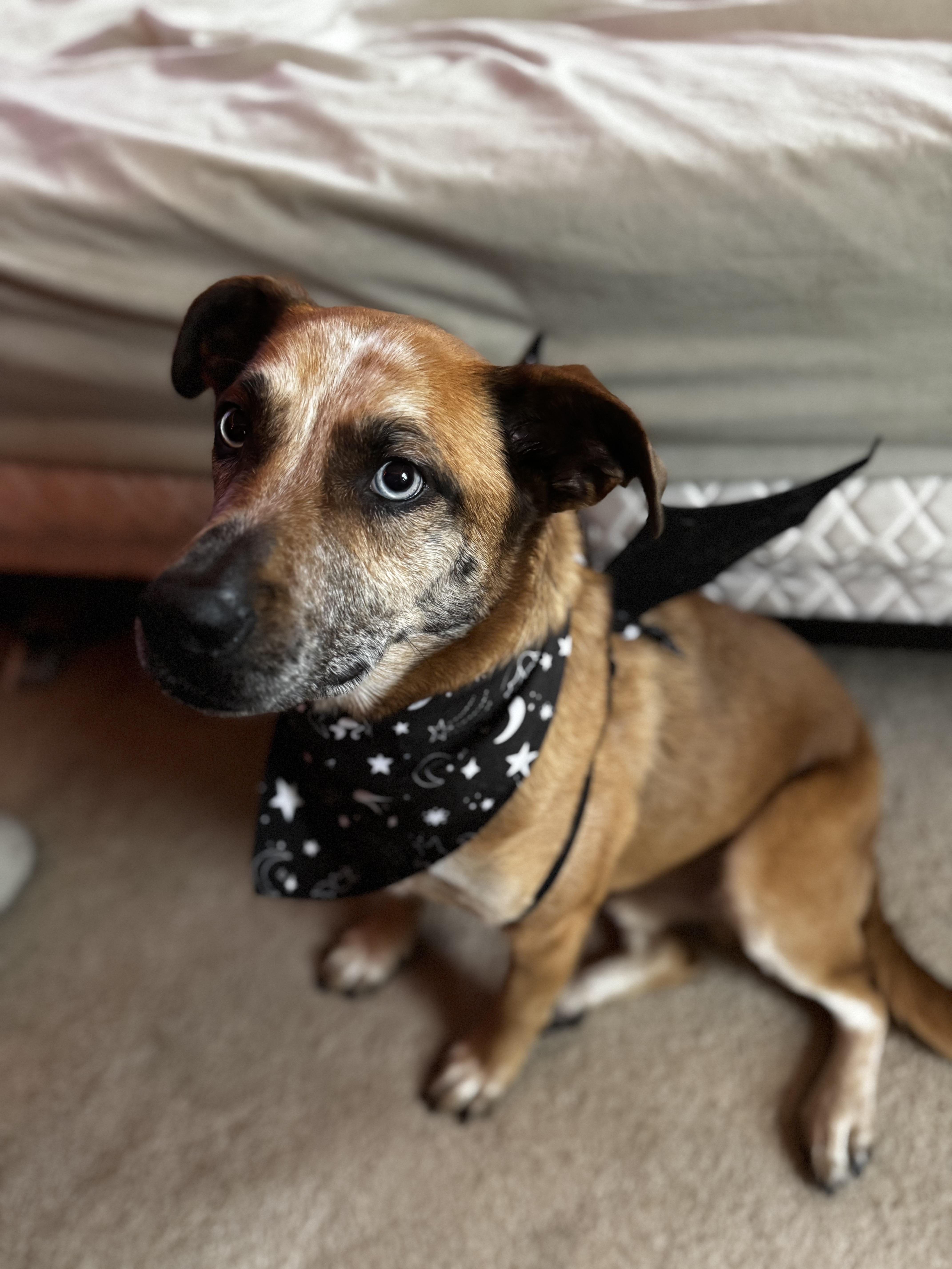 Enlarge Eros, a ADOPTABLE mixed breed in Aurora, IL image 2/5