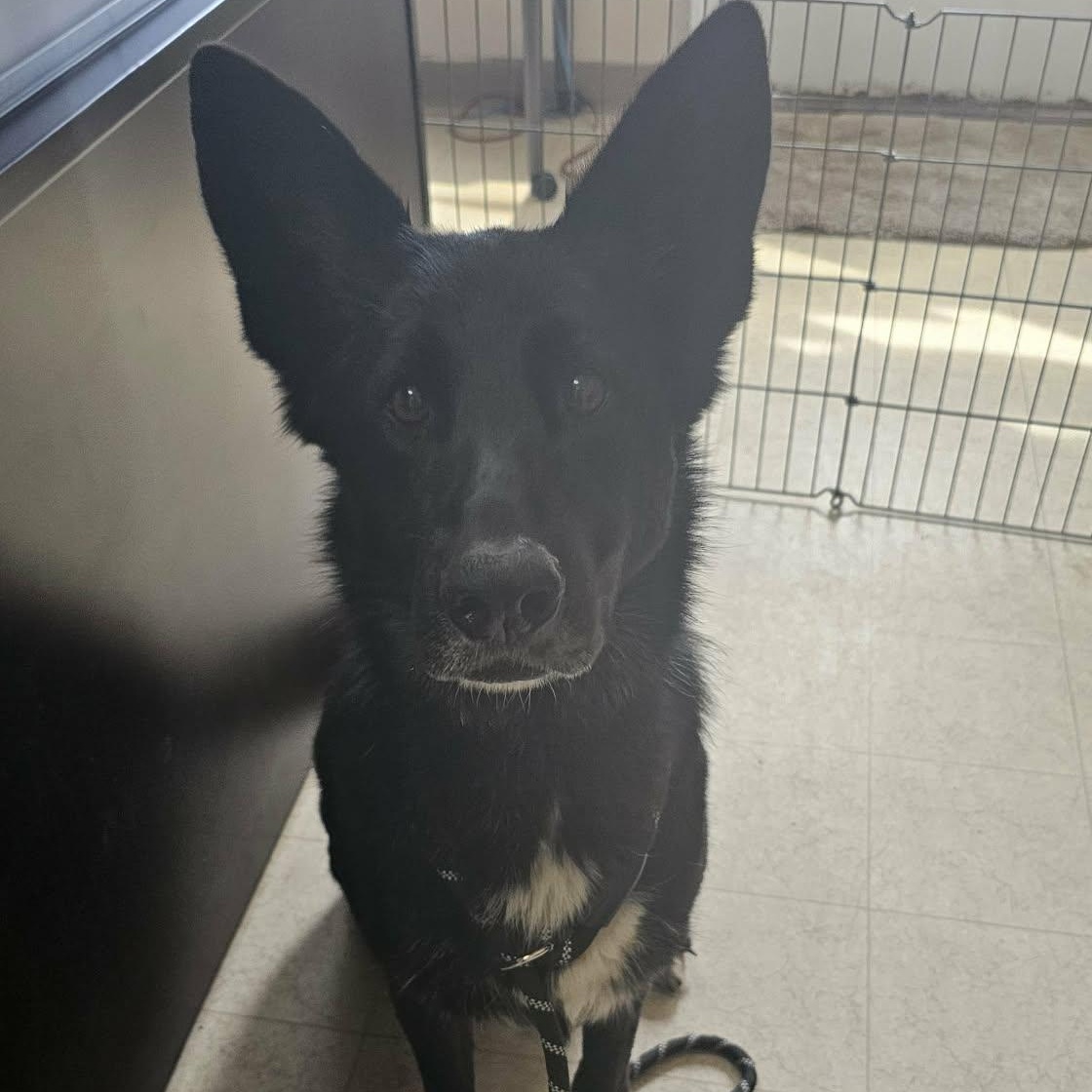 Fern, Adopted, Senior Female German Shepherd Dog & Labrador Retriever.