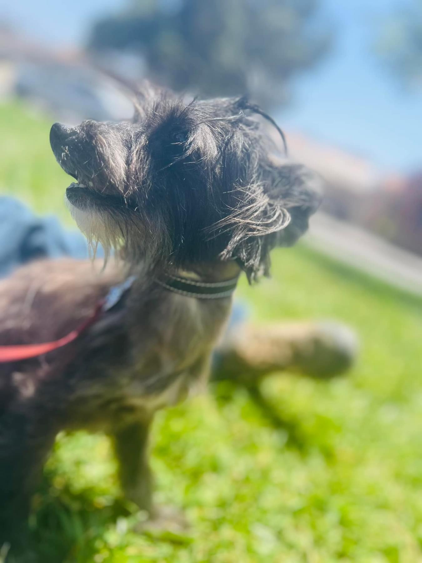 Enlarge Lilibeth, a Adoptable mixed breed in Rancho Santa Fe, CA image 2/2