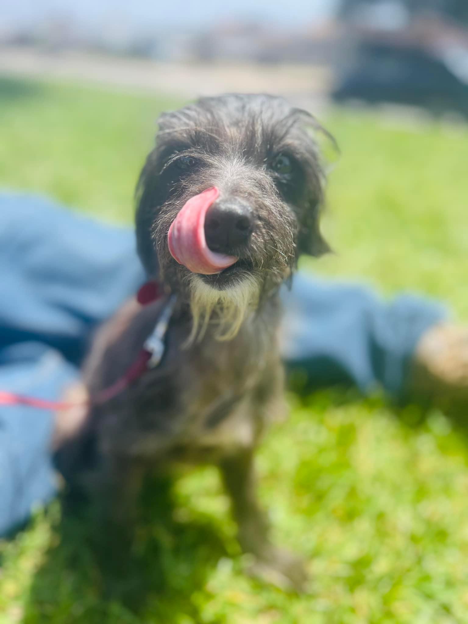 Lilibeth, Adoptable, Adult Female Terrier.