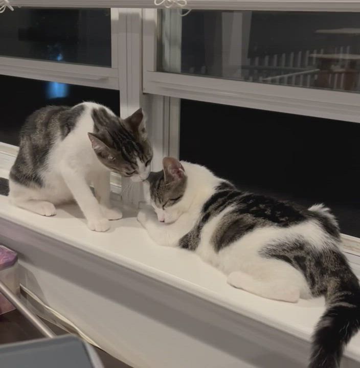 Enlarge Elizabeth, a Adopted Domestic Short Hair in Medford, NY video 1/6