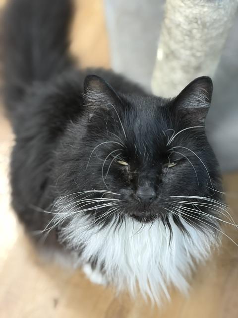 Al, ADOPTABLE, Adult Male Domestic Long Hair.