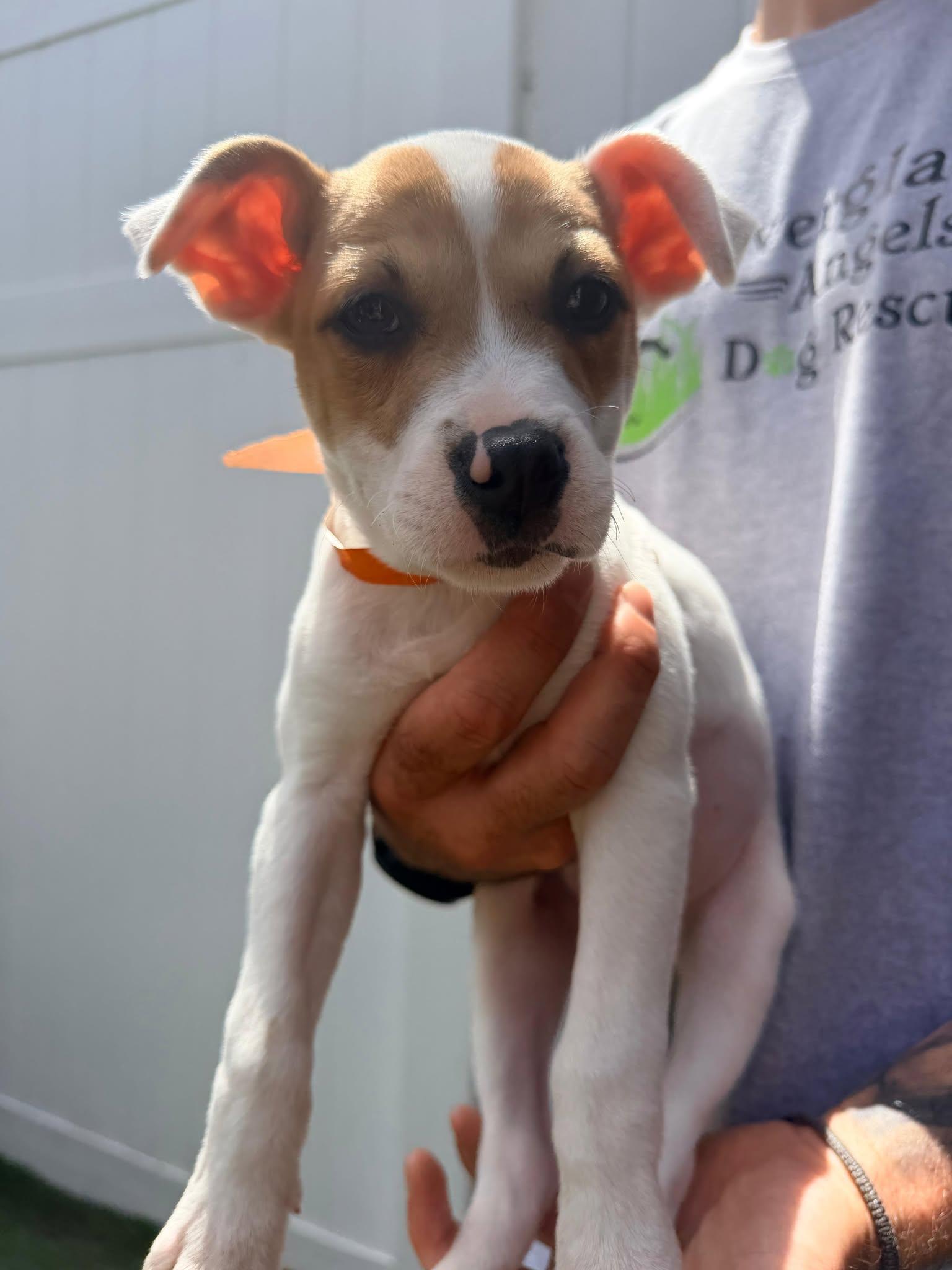 Capucine Pup - Tuscany, Adoptable, Puppy Male Boxer & Terrier.