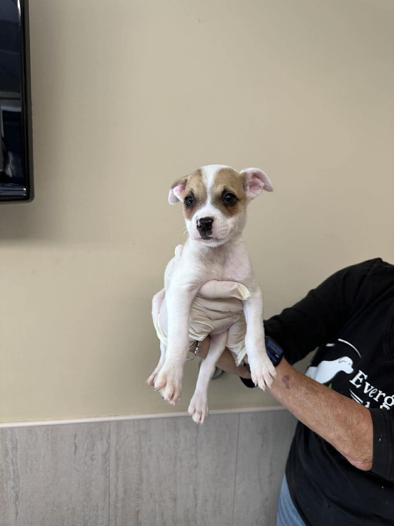 Enlarge Capucine Pup - Tuscany, a Adoptable mixed breed in Pompano Beach, FL image 2/3