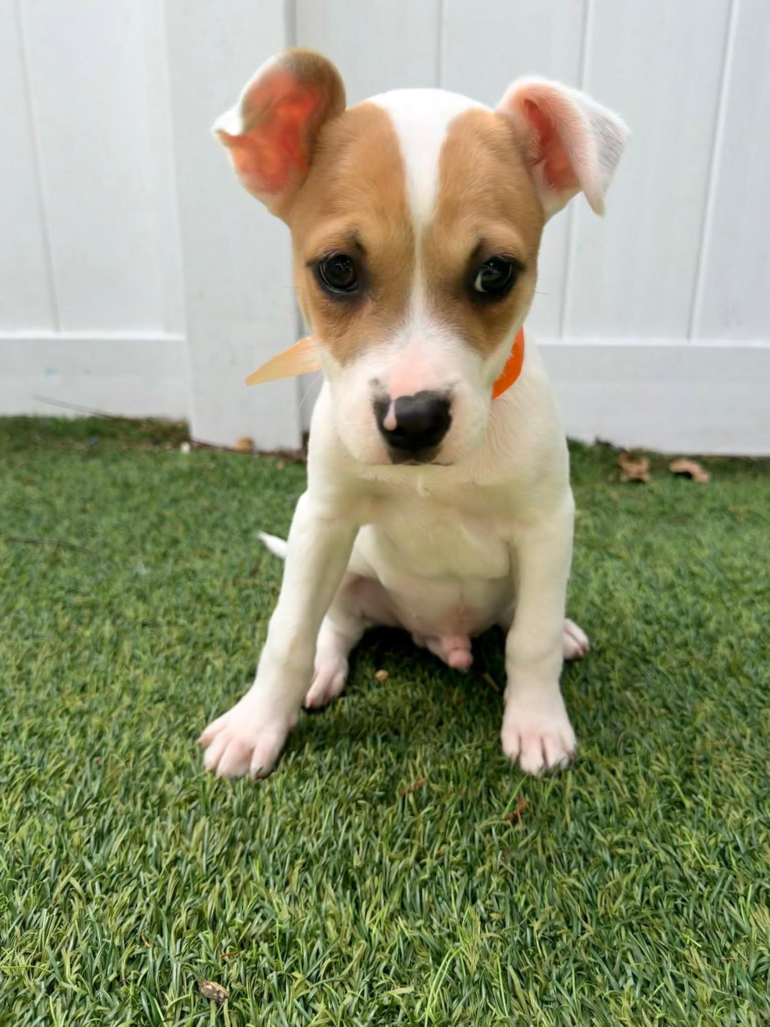Enlarge Capucine Pup - Tuscany, a Adoptable mixed breed in Pompano Beach, FL image 3/3