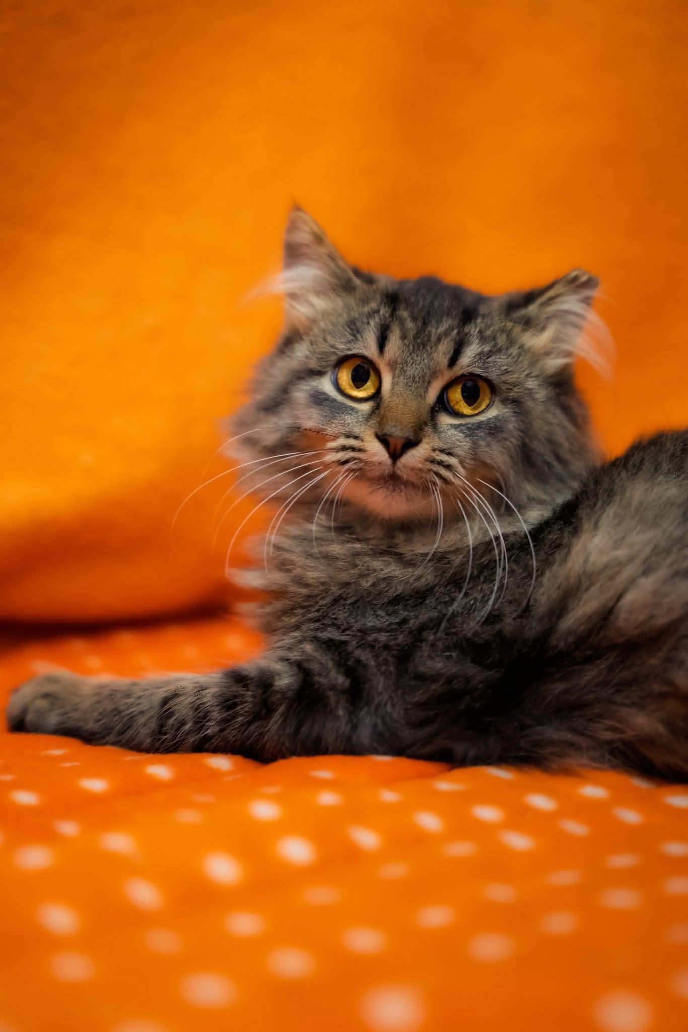 Lola, Adoptable, Young Female Domestic Medium Hair.
