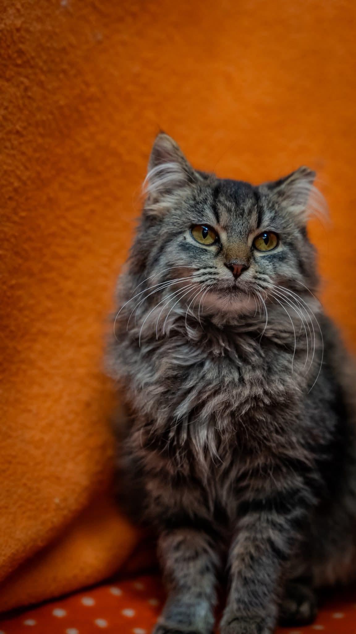 Lola, a Adoptable Domestic Medium Hair in Alexandria, IN image 2/2