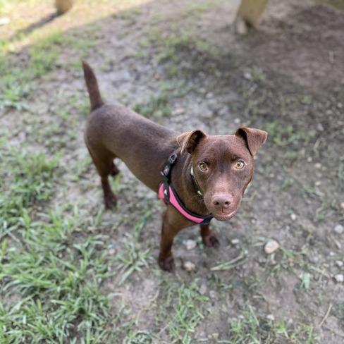 Micholas, Adoptable, Adult Male Labrador Retriever & Patterdale Terrier / Fell Terrier.