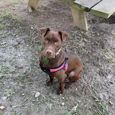 Micholas, a Adoptable mixed breed in Carencro, LA image 2/5