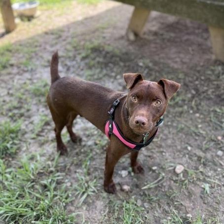 Micholas, a Adoptable mixed breed in Carencro, LA image 3/5