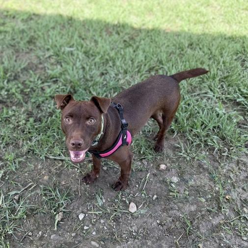 Micholas, a Adoptable mixed breed in Carencro, LA image 4/5