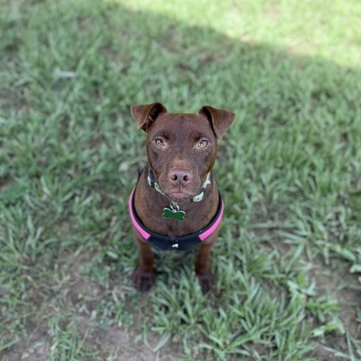 Micholas, a Adoptable mixed breed in Carencro, LA image 5/5