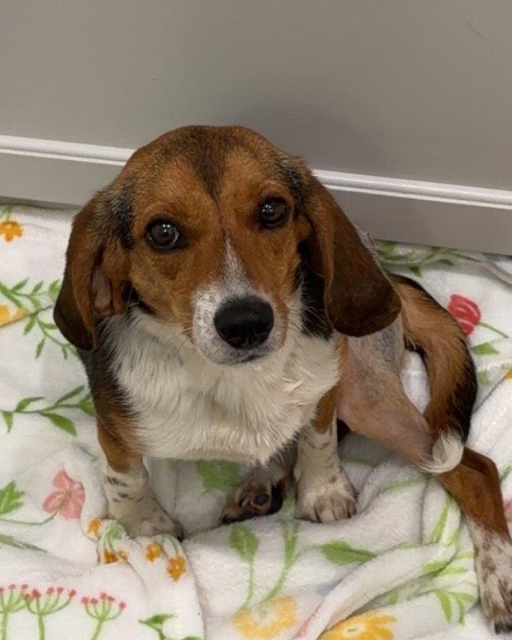 Josephine, Adopted, Young Female Beagle.