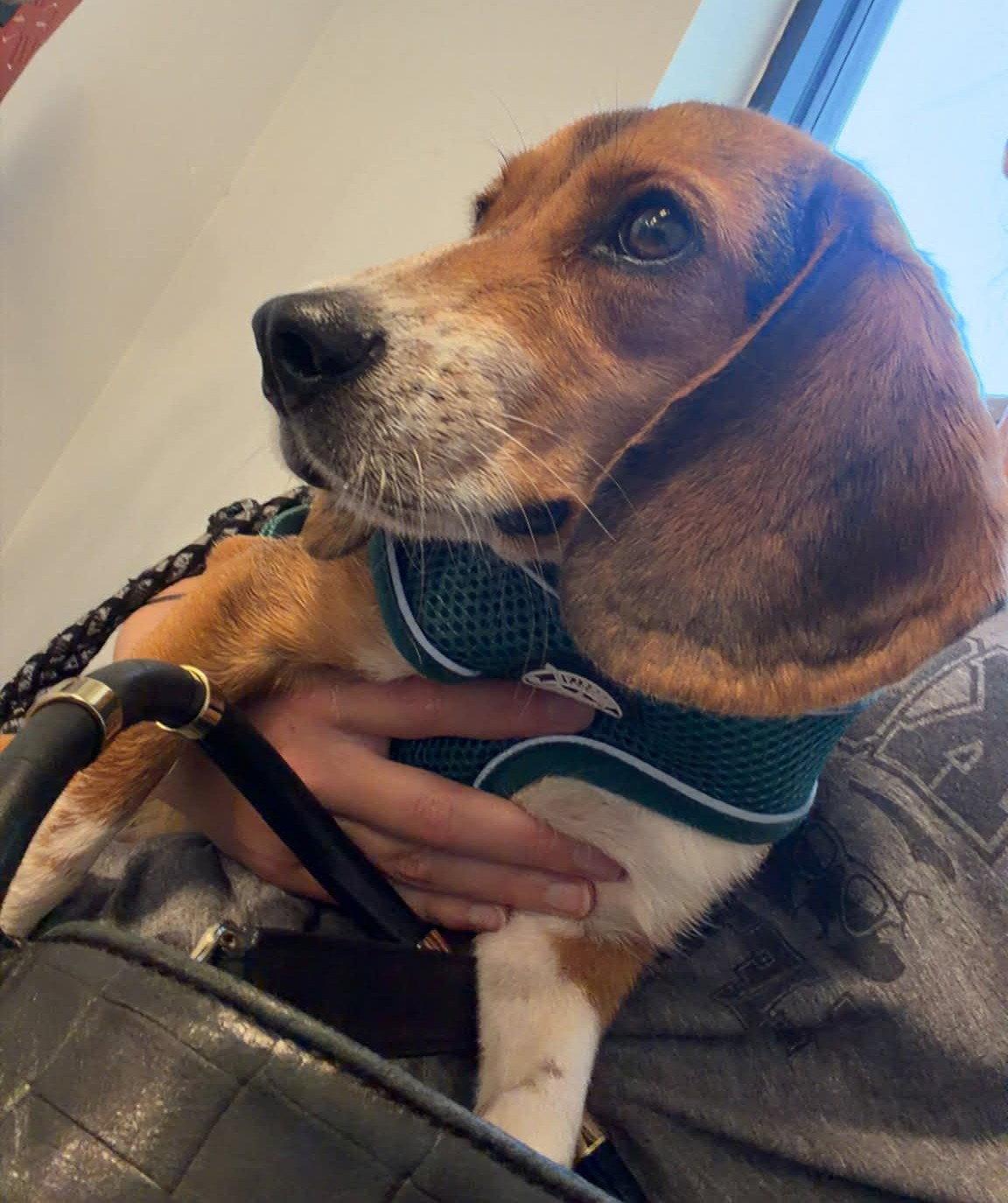 Josephine, a Adopted Beagle in Dunnellon, FL image 2/3