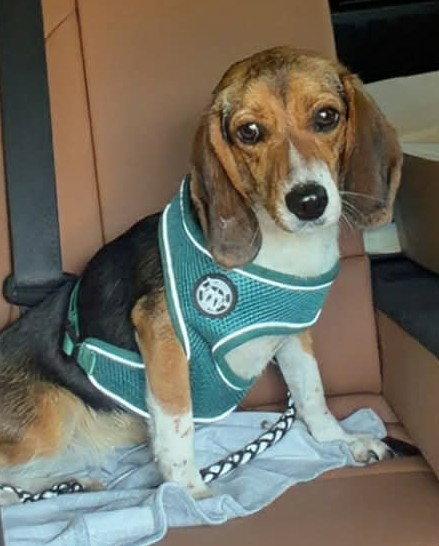 Josephine, a Adopted Beagle in Dunnellon, FL image 3/3