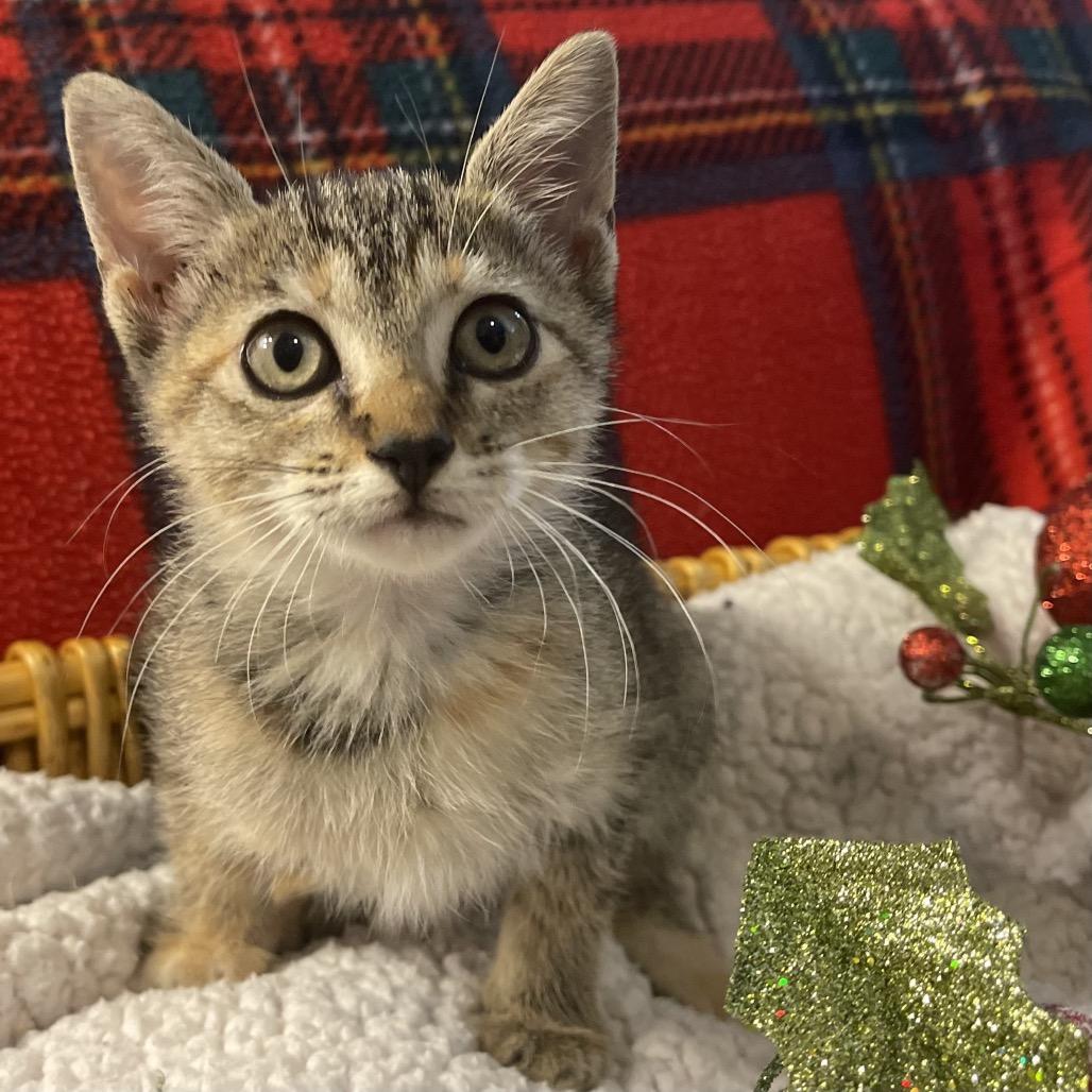 Cleo, Adoptable, Kitten Female Domestic Short Hair.