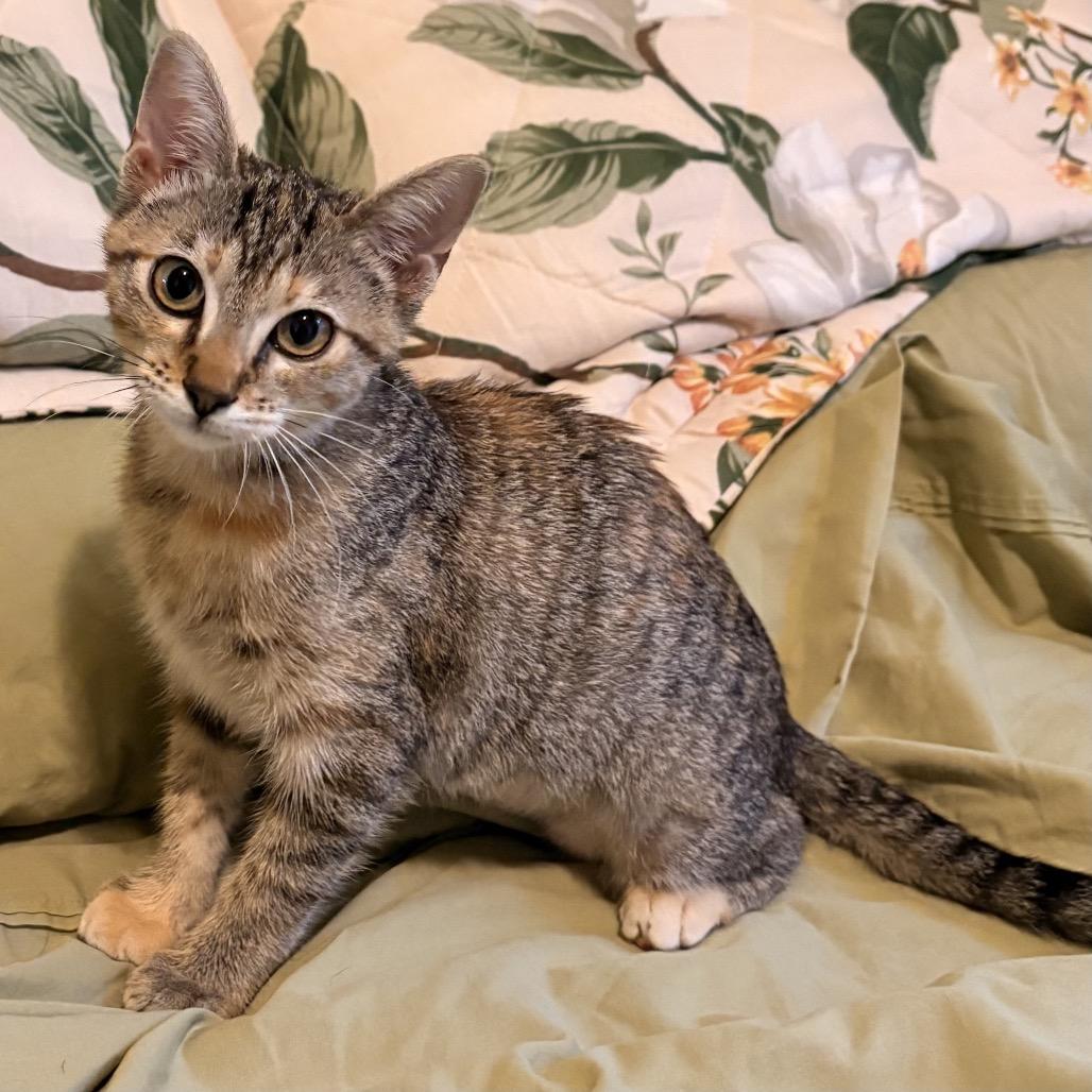 Enlarge Cleo, a Adoptable Domestic Short Hair in Flower Mound, TX image 3/6