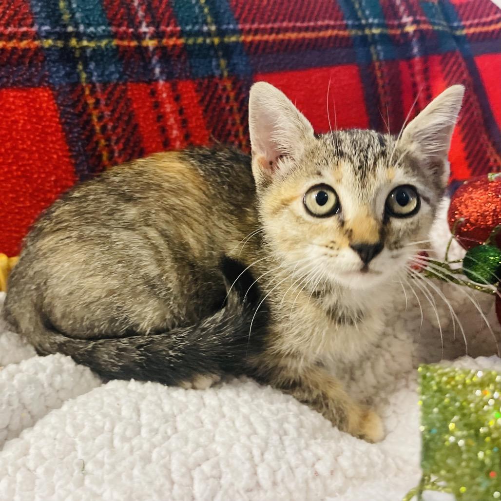 Enlarge Cleo, a Adoptable Domestic Short Hair in Flower Mound, TX image 4/6