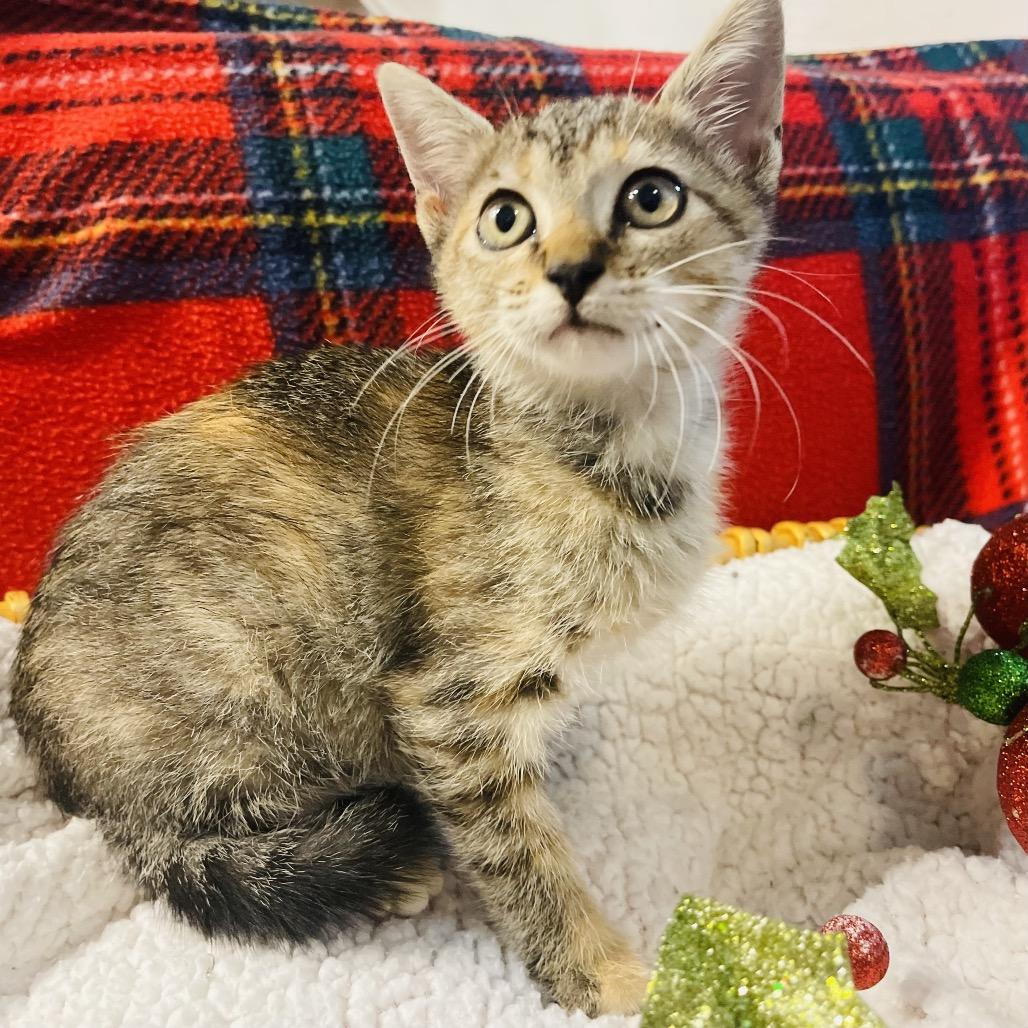 Enlarge Cleo, a Adoptable Domestic Short Hair in Flower Mound, TX image 5/6