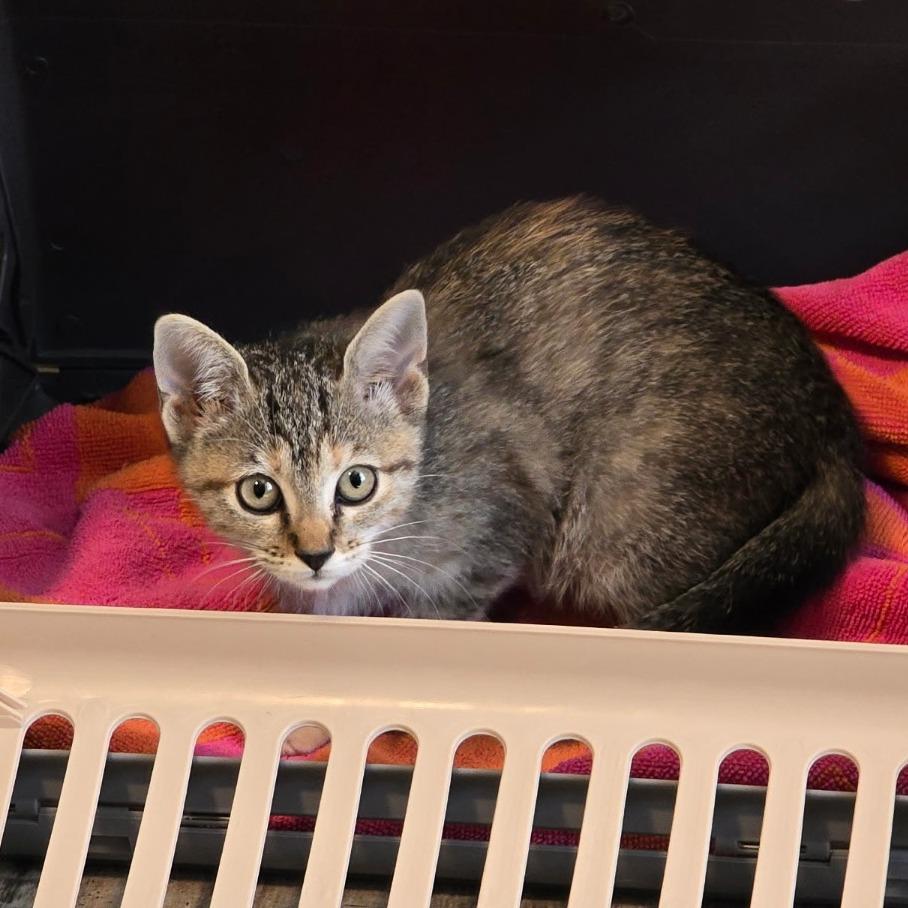 Enlarge Cleo, a Adoptable Domestic Short Hair in Flower Mound, TX image 6/6