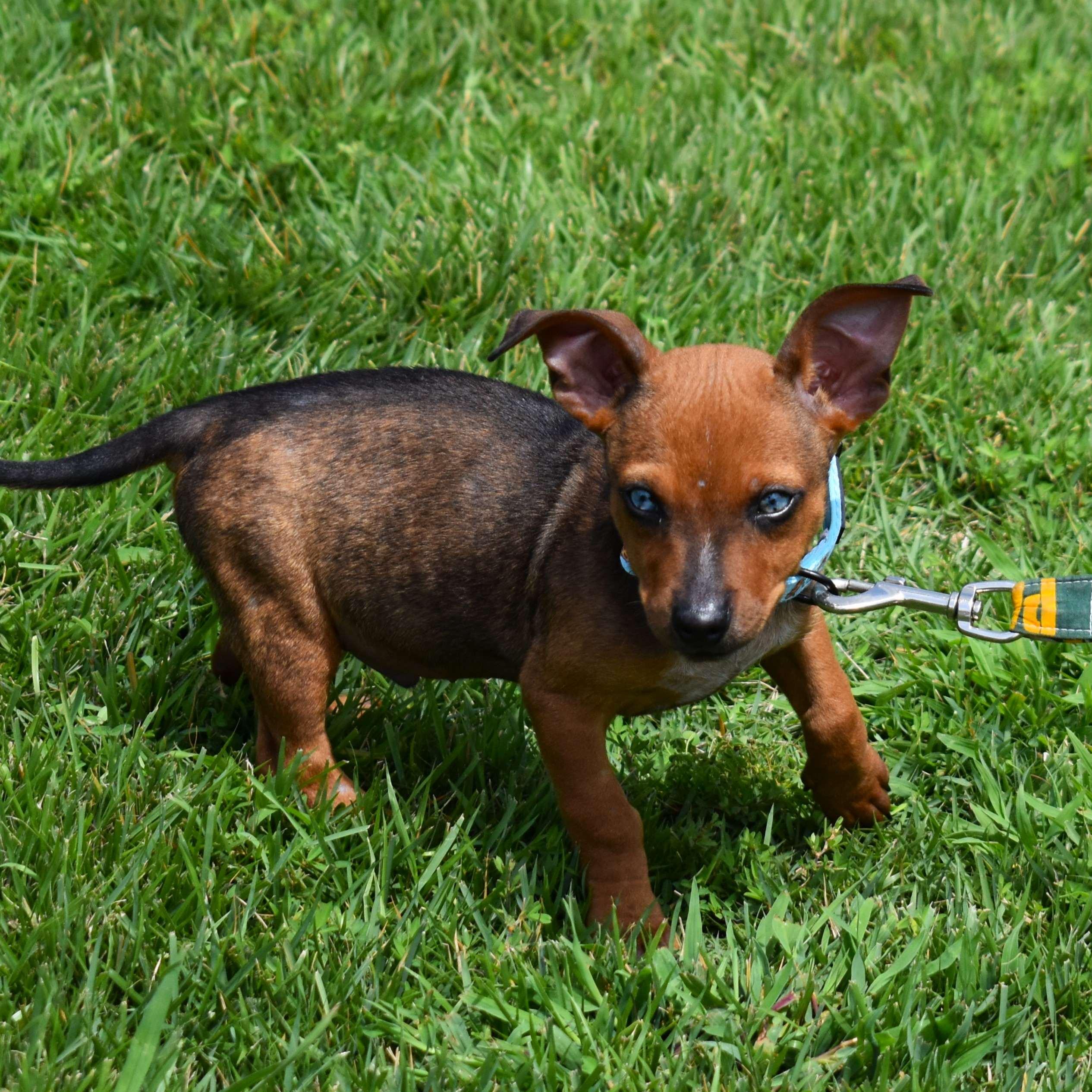 Diego, an adopted Mixed Breed in Searcy, AR image 3/6