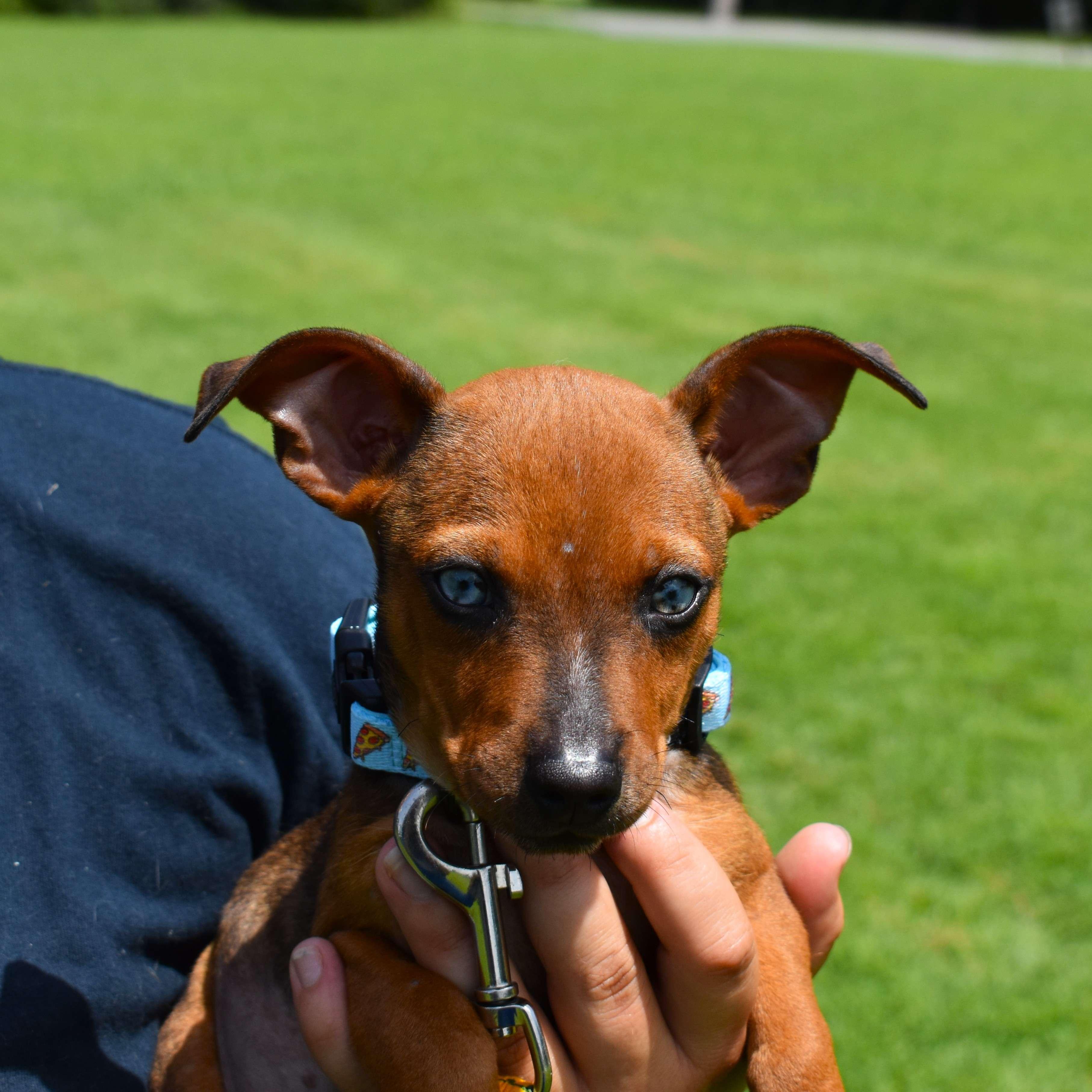 Diego, an adopted Mixed Breed in Searcy, AR image 4/6