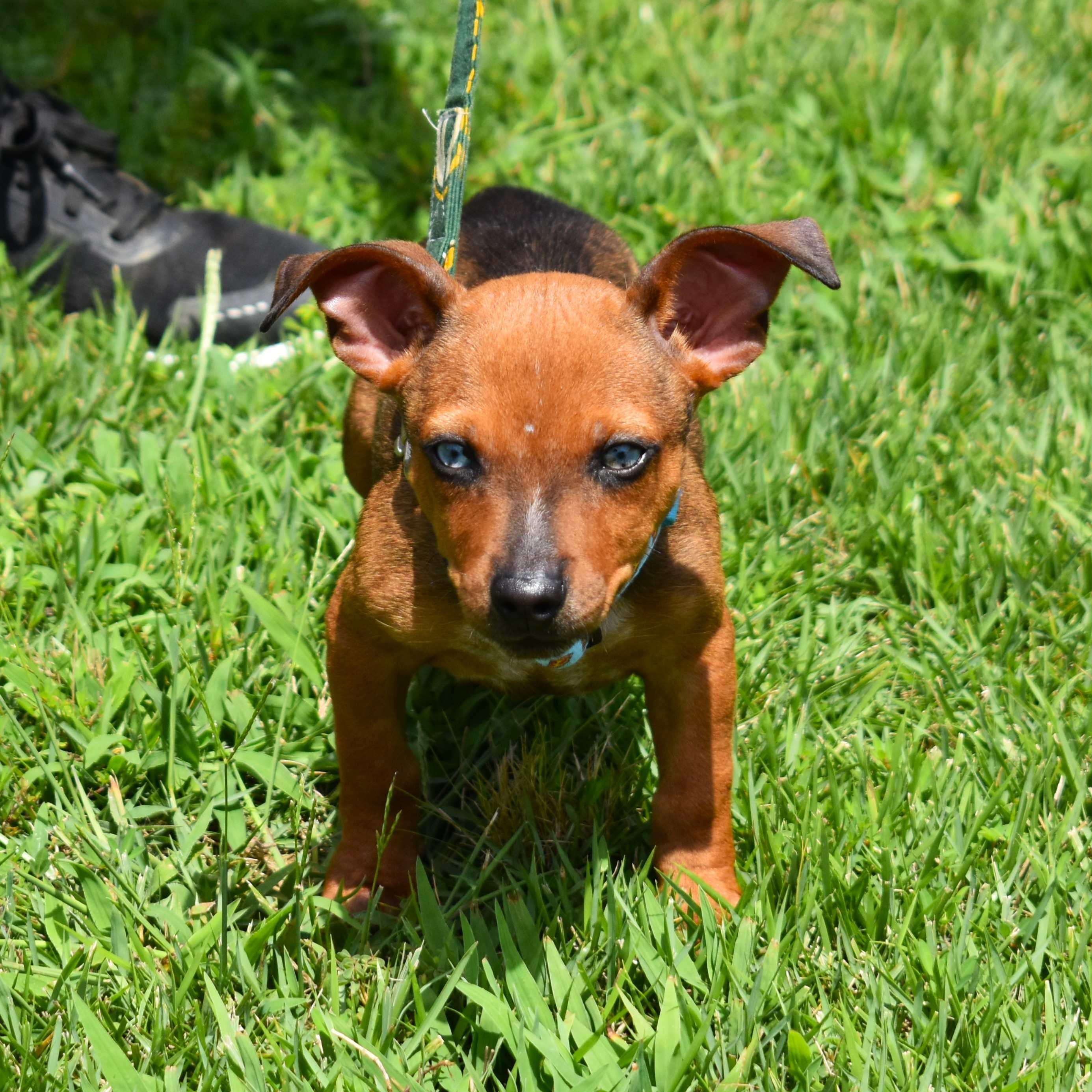 Diego, an adopted Mixed Breed in Searcy, AR image 2/6