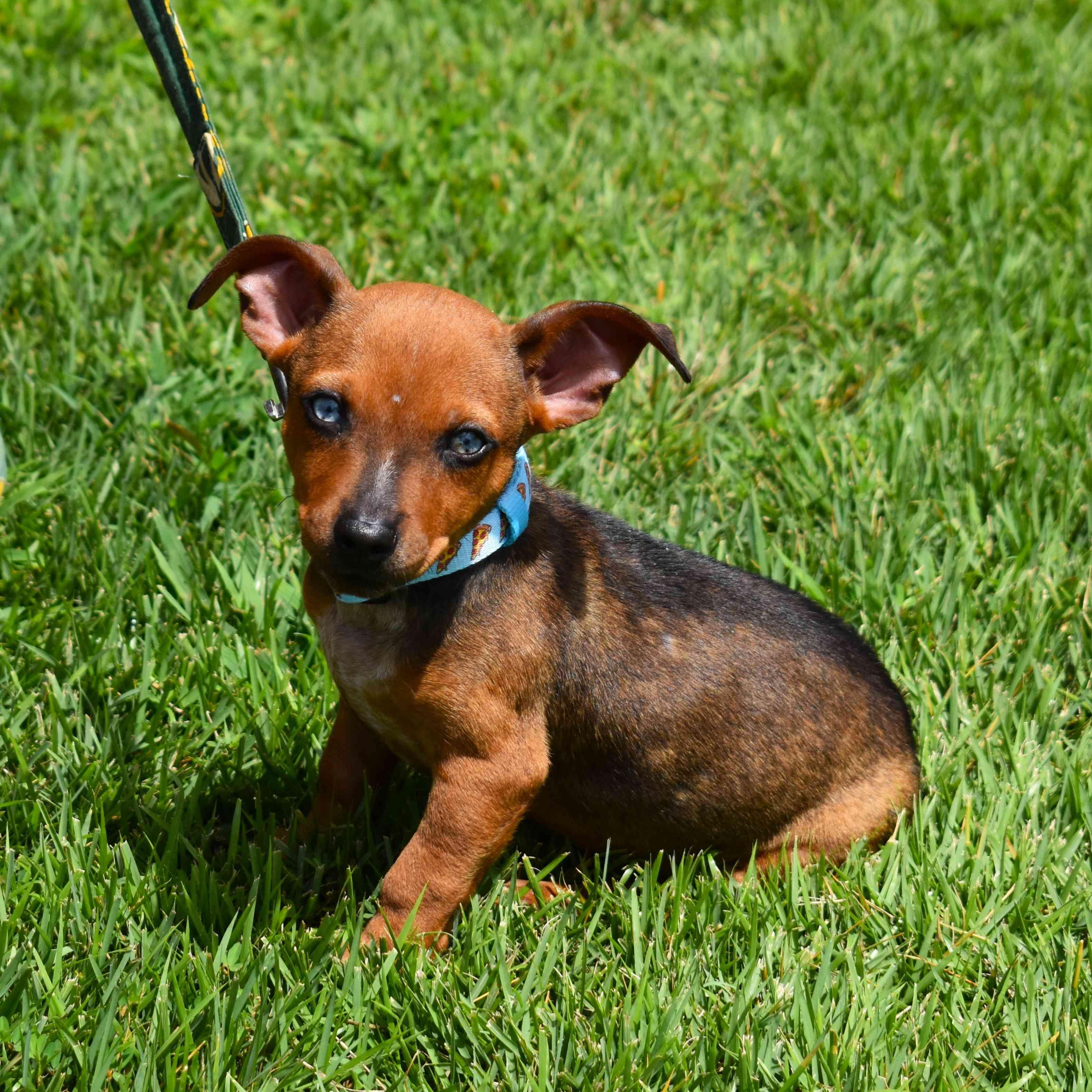 Diego, adopted, Puppy Male Mixed Breed.