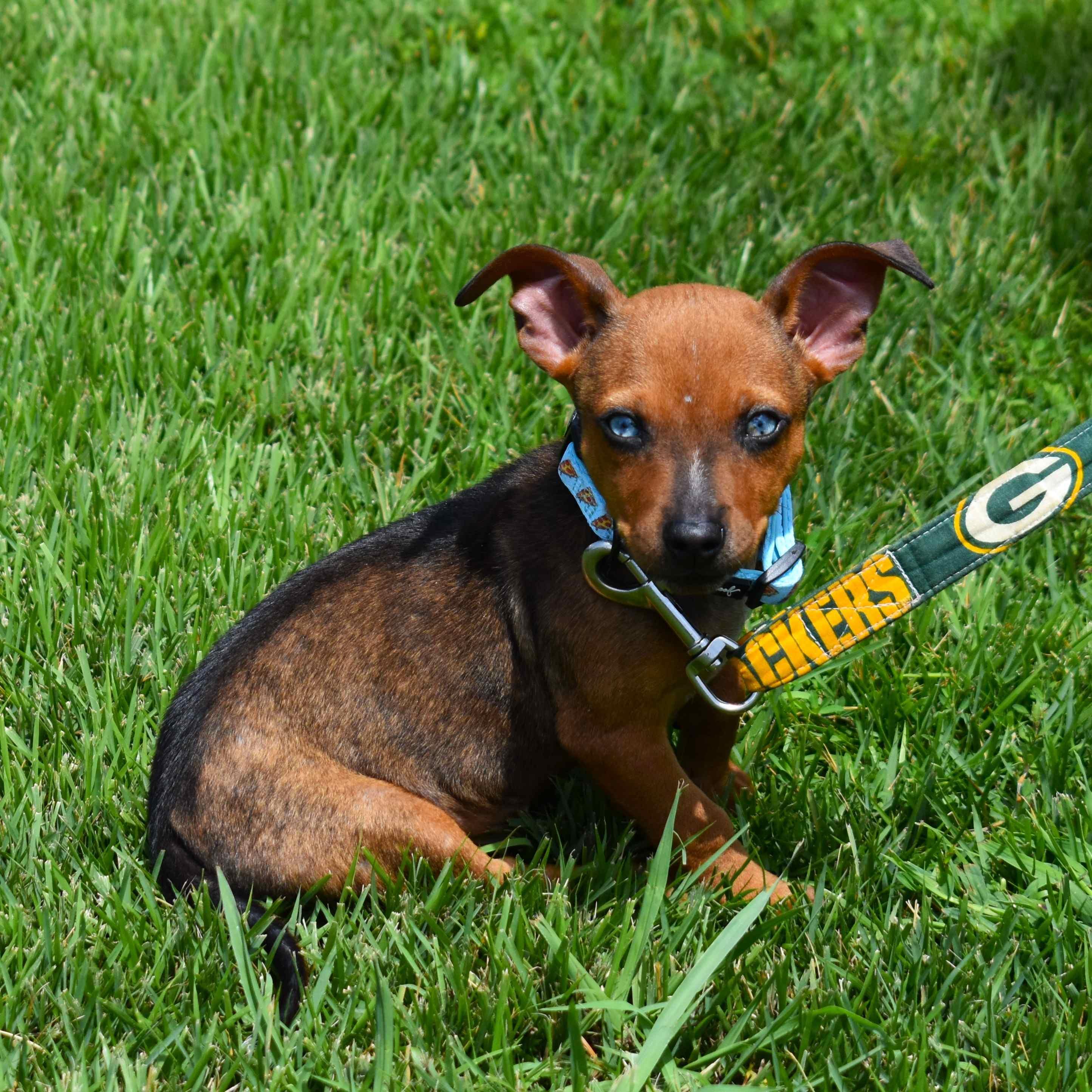 Diego, an adopted Mixed Breed in Searcy, AR image 6/6