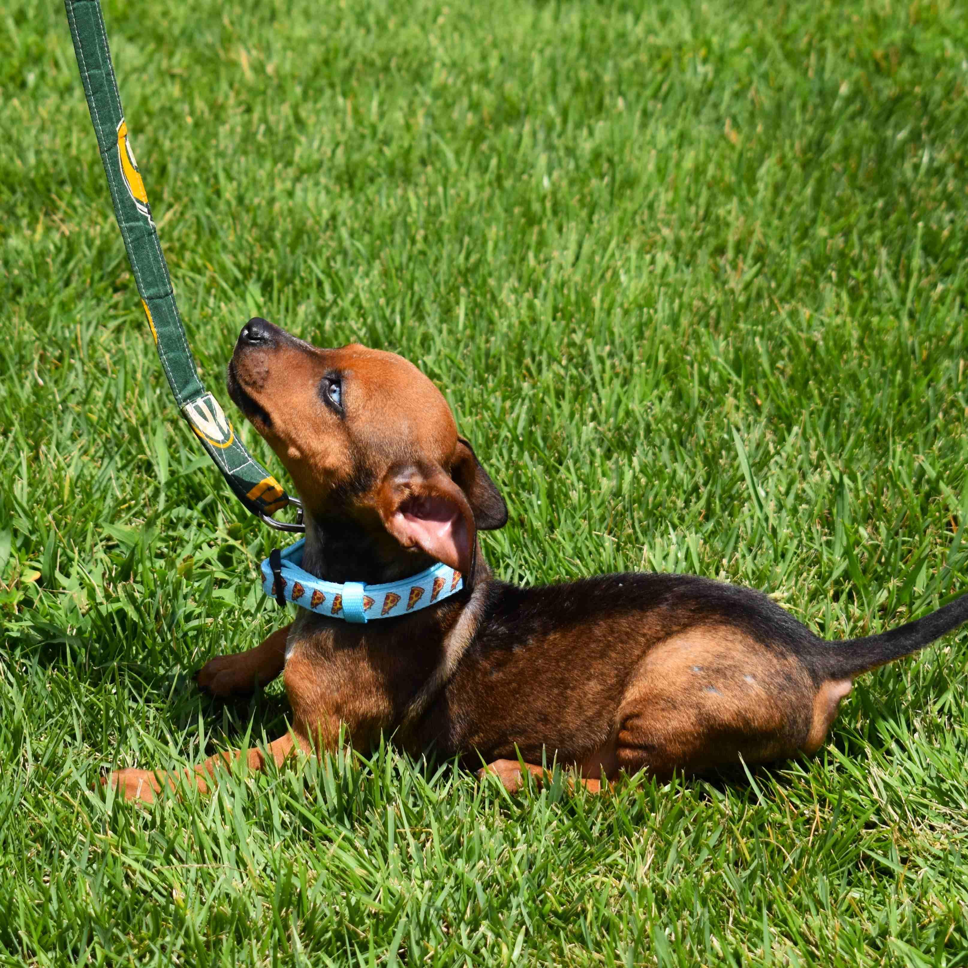 Diego, an adopted Mixed Breed in Searcy, AR image 5/6