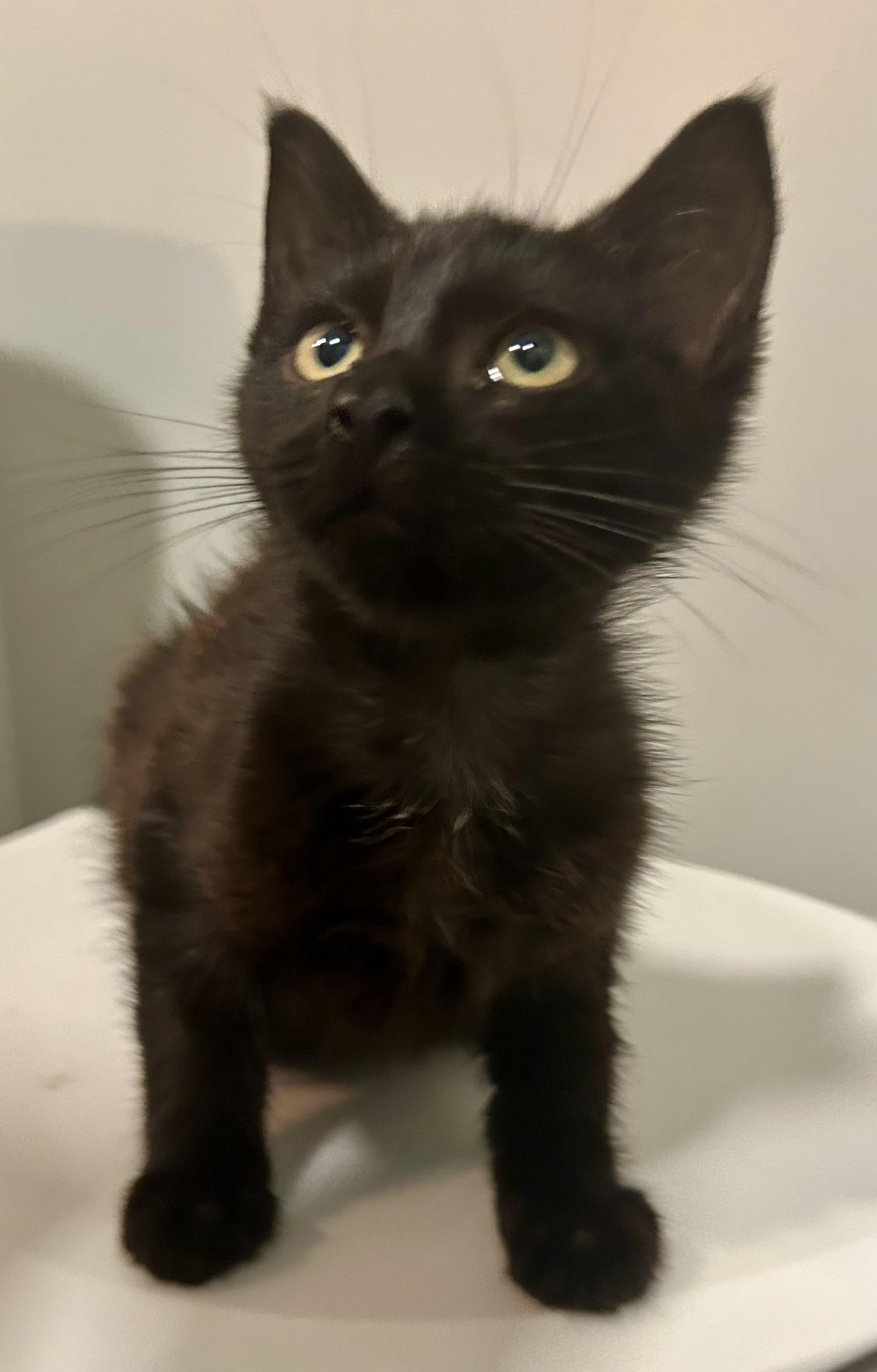 Mystic, Adopted, Kitten Male Bombay.