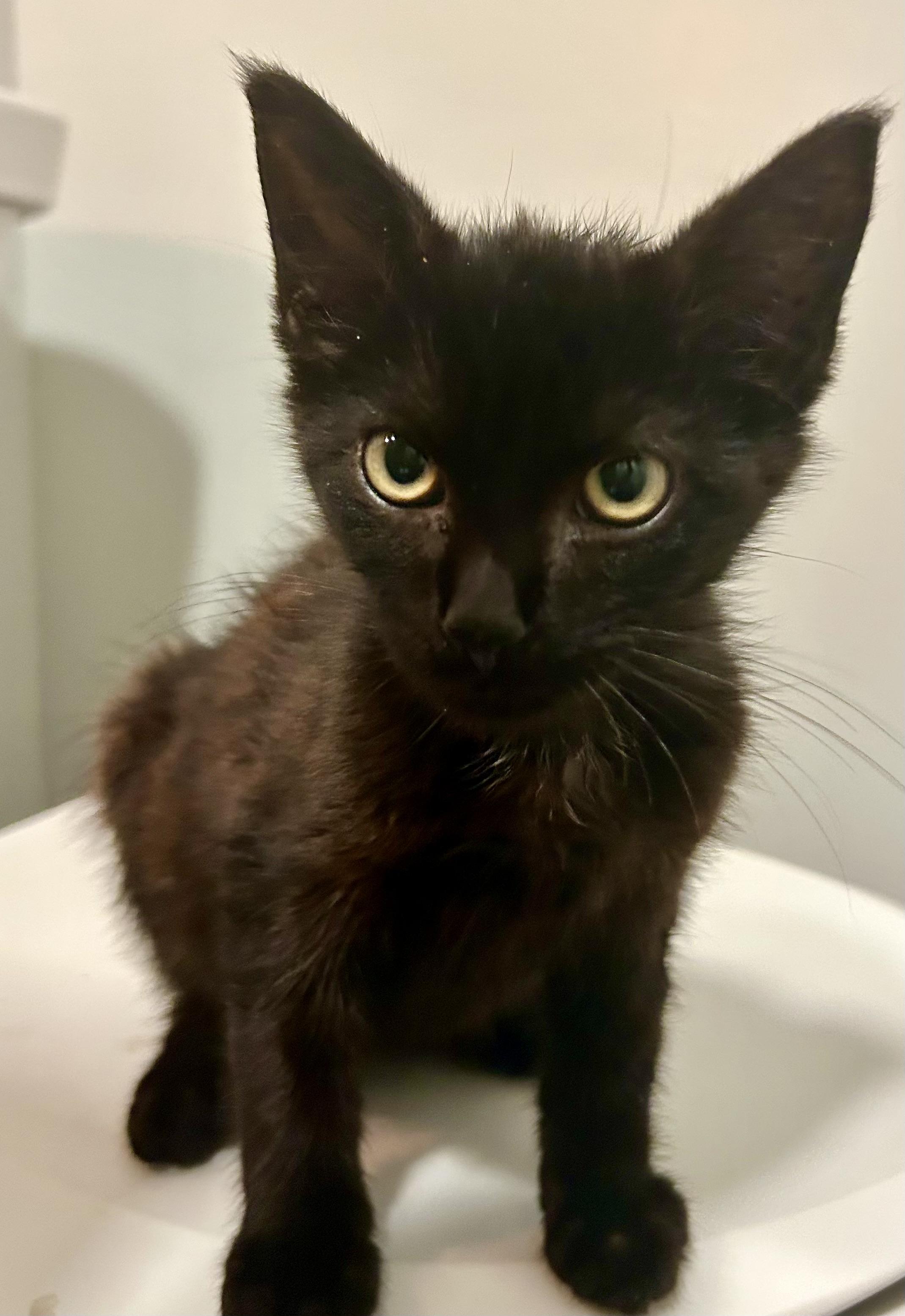 Enlarge Mystic, a Adopted Bombay in Lancaster, PA image 2/3