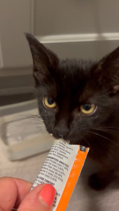 Enlarge Mystic, a Adopted Bombay in Lancaster, PA video 3/3