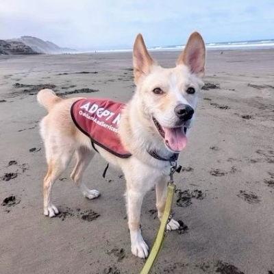 Carmine, a Adopted Australian Cattle Dog / Blue Heeler in Oakland, CA image 1/6