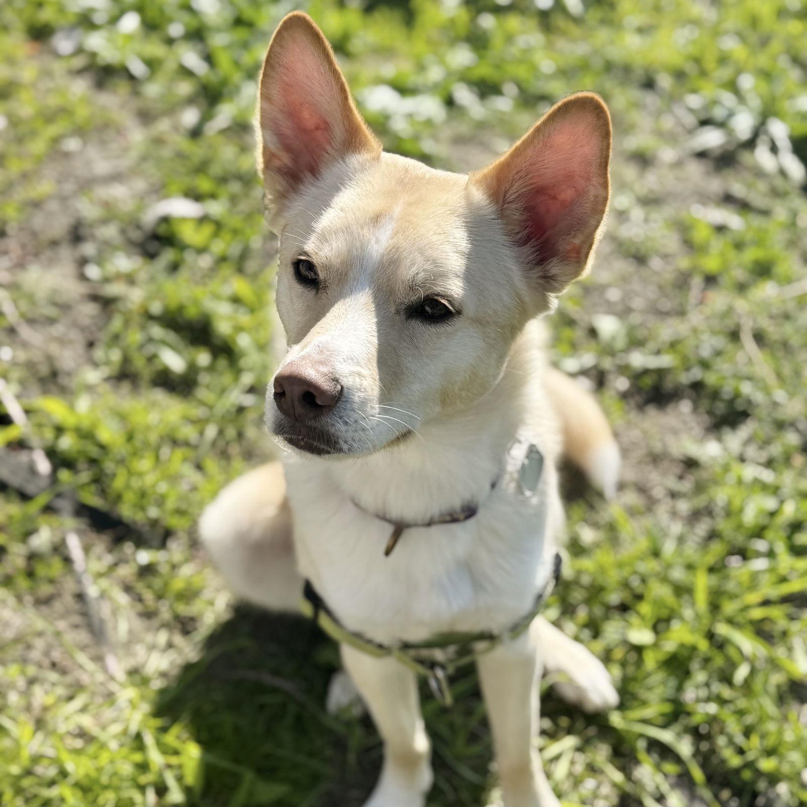 Enlarge Carmine, a Adoptable Australian Cattle Dog / Blue Heeler in Oakland, CA image 1/3