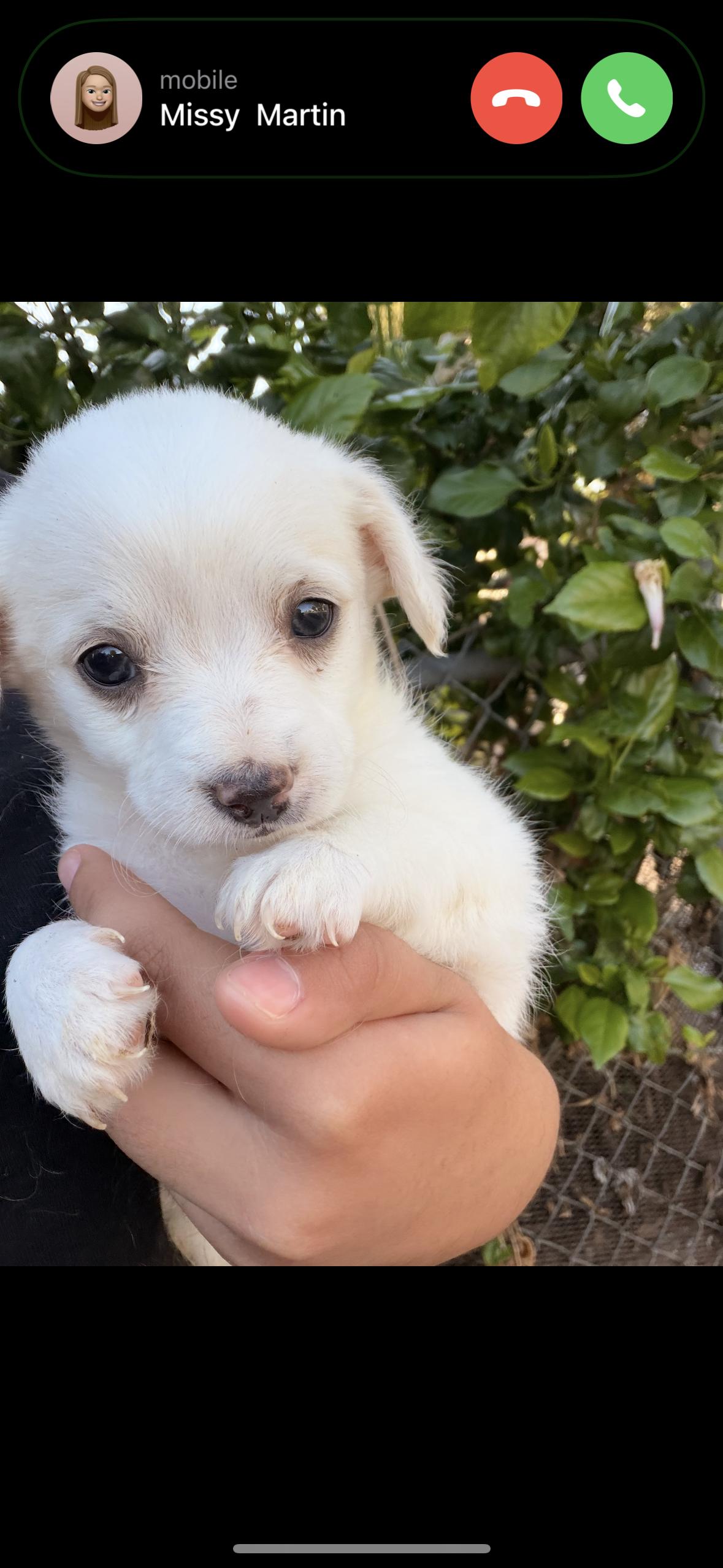 Enlarge Oats, a Adopted mixed breed in Redlands , CA image 3/3
