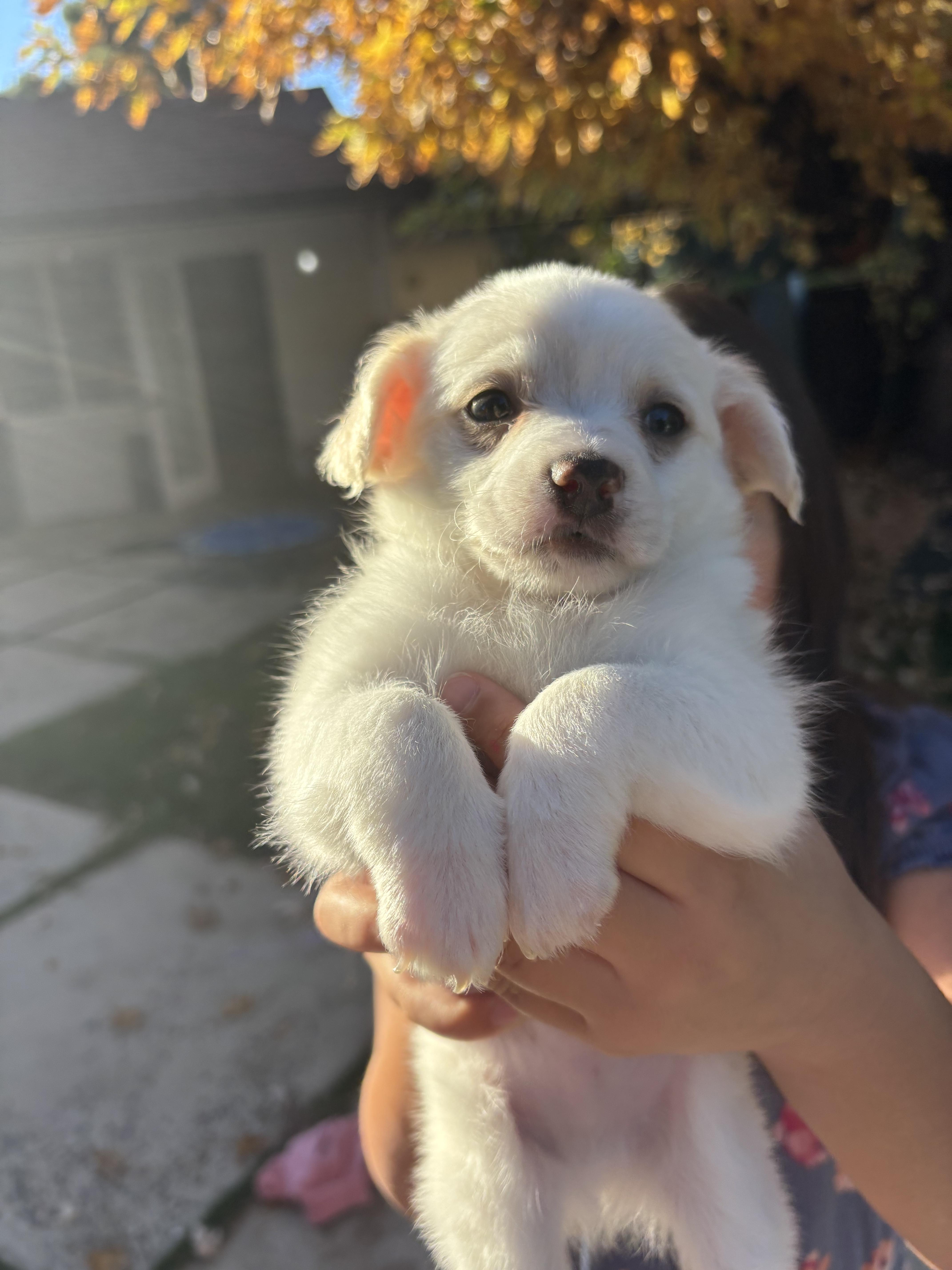 Oats, Adopted, Puppy Male Chihuahua.