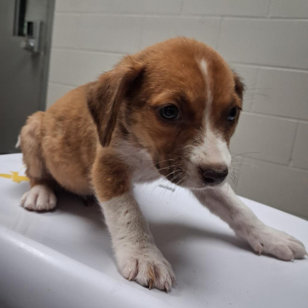 Demeter, Adoptable, Puppy Female Mixed Breed.