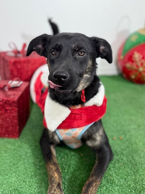 Vera Fang thumbnail 2