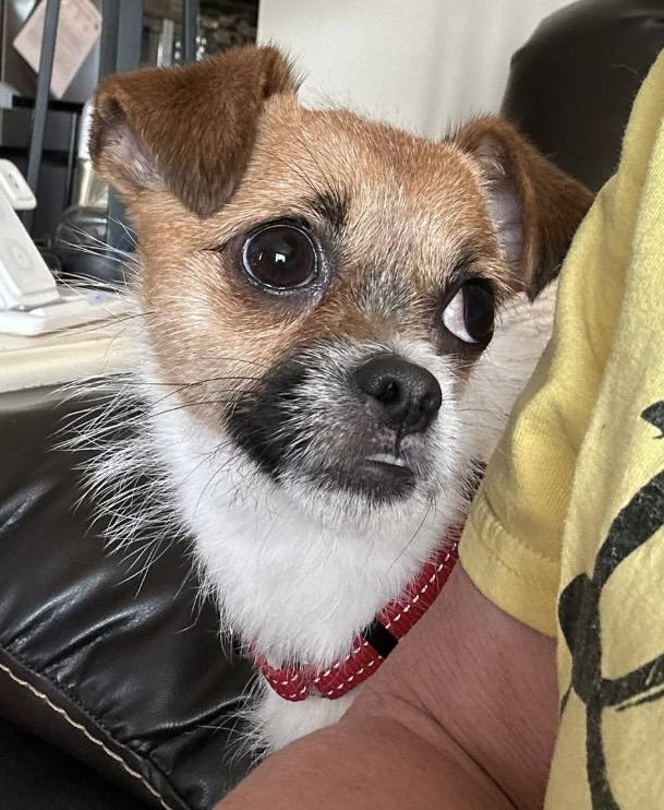 Enlarge Rebecca, a ADOPTABLE mixed breed in West Farmington, OH image 2/5