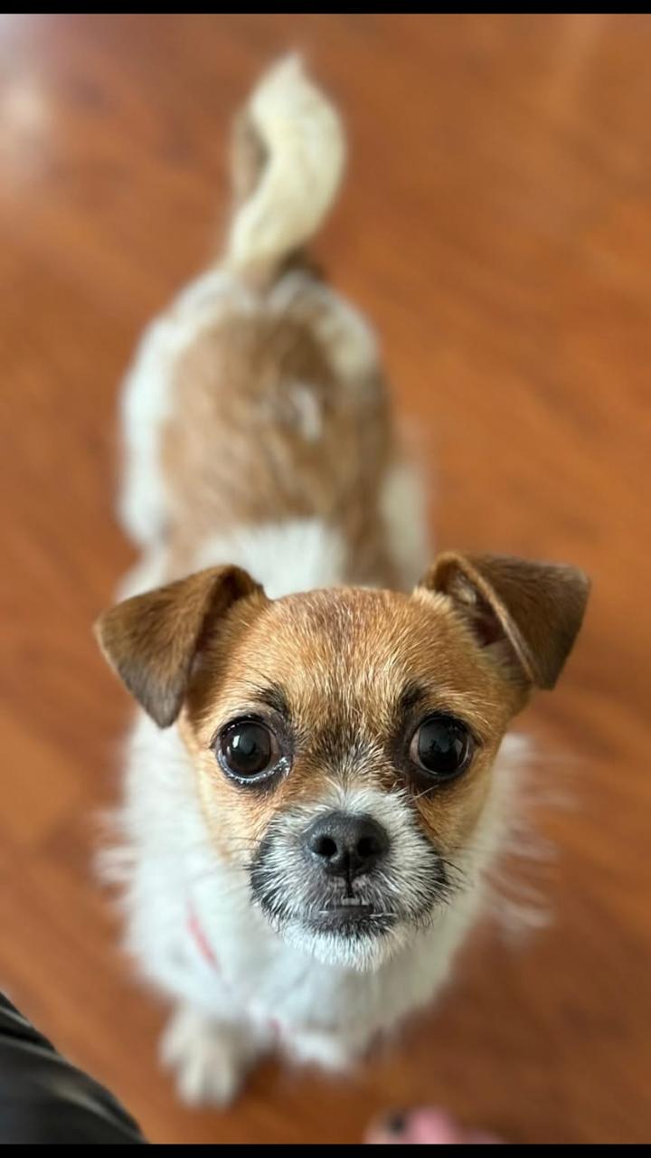 Rebecca, ADOPTABLE, Adult Female Chihuahua & Jack Russell Terrier.