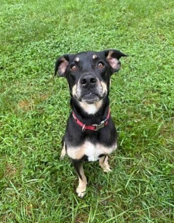 Enlarge Sally, a Adoptable mixed breed in Mocksville, NC image 1/3