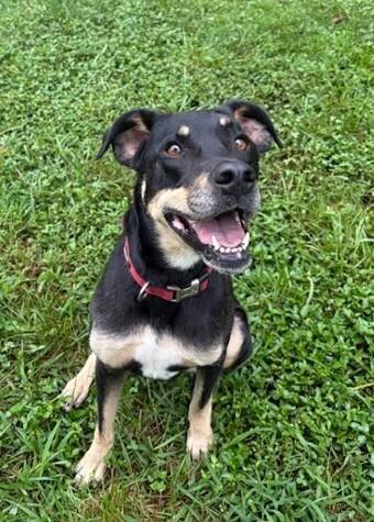 Enlarge Sally, a Adoptable mixed breed in Mocksville, NC image 2/3