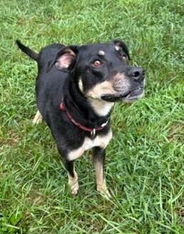 Enlarge Sally, a Adoptable mixed breed in Mocksville, NC image 3/3