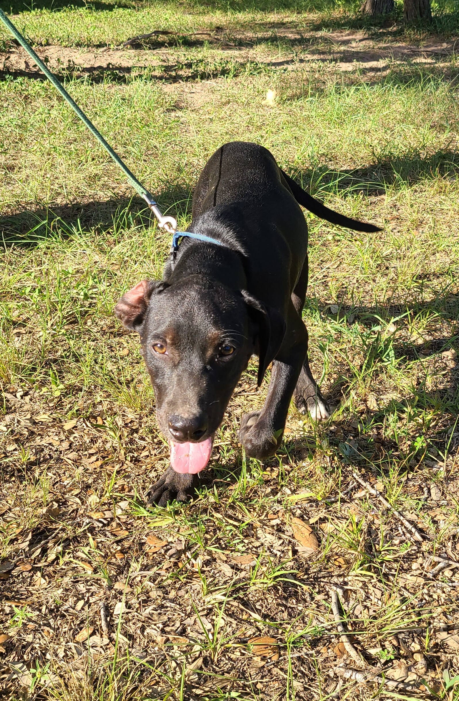 Gavin, Young Male Labrador Retriever