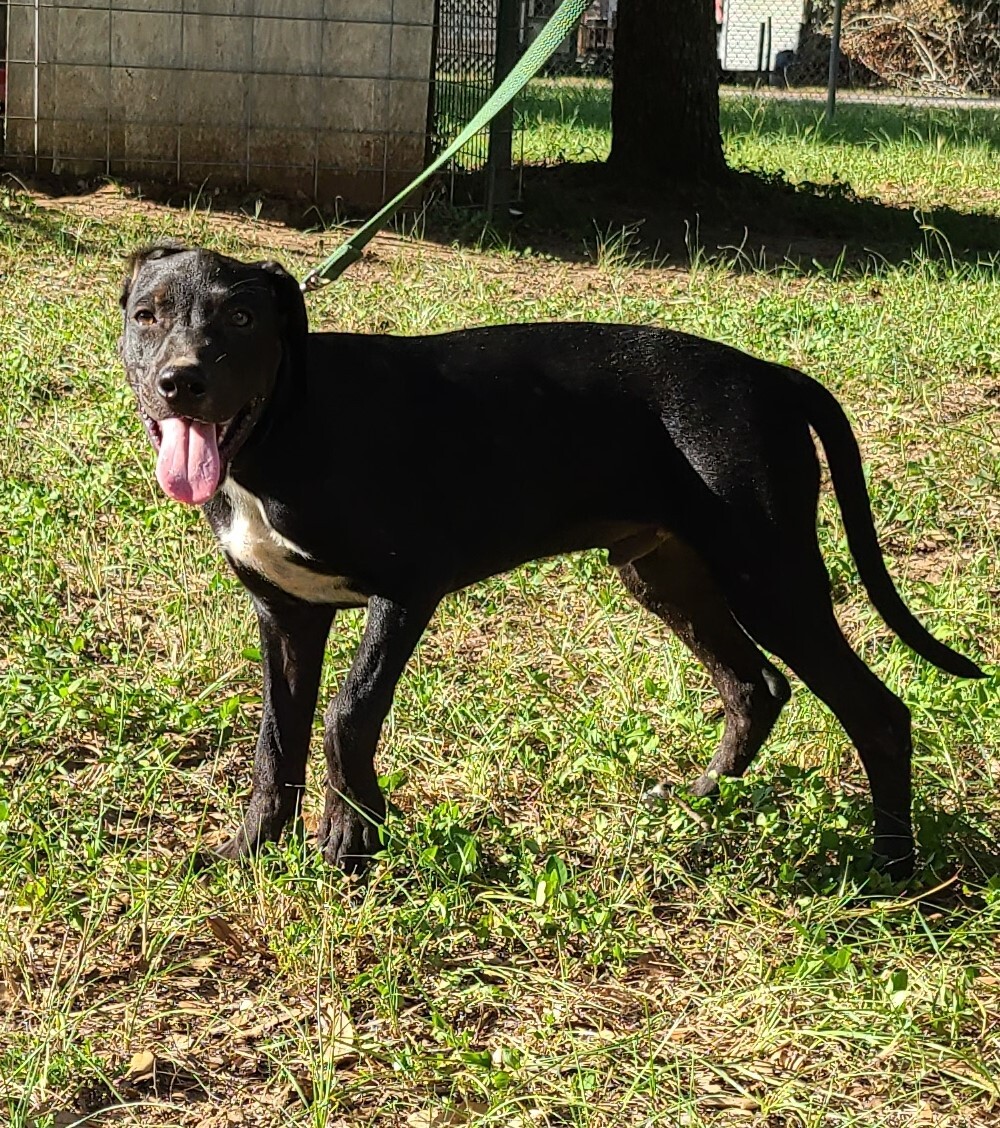 Gavin, a Adoptable mixed breed in Sheridan, TX image 3/4