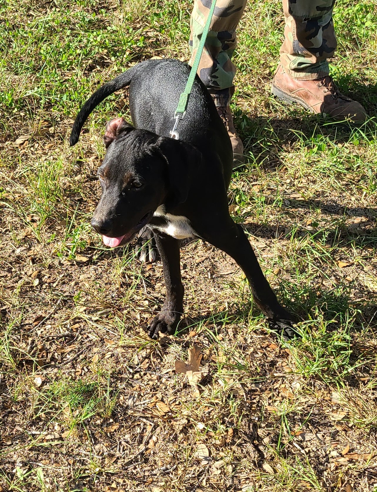 Gavin, a Adoptable mixed breed in Sheridan, TX image 4/4
