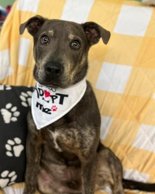 Niblet , adopted, Young Male Mixed Breed.